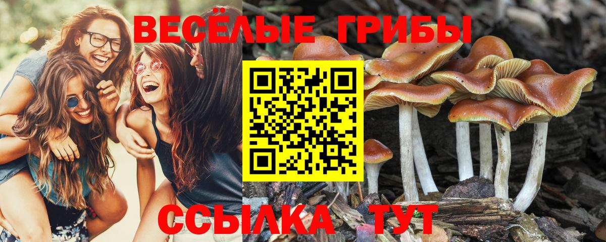 Псилоцибиновые грибы мицелий Кумертау